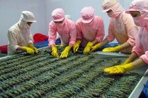 Theo Thương vụ Việt Nam tại Úc, hàng thủy sản, trong đó có con tôm đang rất có tiềm năng xuất sang thị trường Úc vì 70% nhu cầu tại thị trường này đang phụ thuộc vào nguồn Link Vào Nhà Cái KL99 COM Tặng +199k.