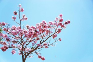 Mùa hoa phấn phủ hồng trời Bảo Lộc