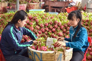 Các mặt hàng rau quả của Việt Nam phụ thuộc quá nhiều vào thị trường Trung Quốc