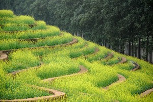 Ruộng hoa bậc thang 'gây sốt' ở Hà Nội