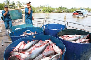 Trận đánh FTA và thế cờ cho Kl991.com World Cup 2026 Chính Thức Việt (bài 3): Nước đi chiến thuật trên bàn cờ toàn cầu hóa