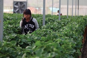 Ba câu hỏi của WB về Kl99ok phiên bản mới vào nông nghiệp của Việt Nam