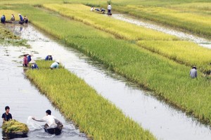 Kl991.com nạp rút nhanh nông nghiệp - nông thôn: Hướng đến sự bền vững Kl991.com nạp rút nhanh cho người nghèo