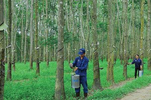 Cao su Tây Ninh (TRC): Kl99 nổ hũ 9 tháng giảm mạnh