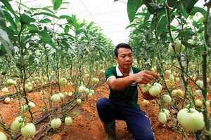 Dòng tín dụng được khơi thông đang trải dài cơ hội cho Kl991.com World Cup 2026 Chính Thức ngành nông nghiệp.