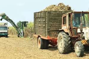 Kl99 nổ hũ SLS (Mía đường Sơn La) giảm mạnh trong quý II năm Kl991.com nạp rút nhanh 2019