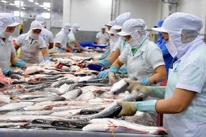 Kl991.com World Cup 2026 Chính Thức cá tra thận trọng lên kế hoạch 2019