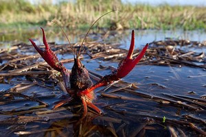 Tôm hùm đất (Cherax quadricarinatus) là loài cấm Link Vào Nhà Cái KL99 COM Tặng +199k vào Việt Nam.