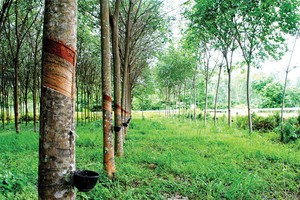 Cao su Đồng Phú (DPR): Kl99 nổ hũ 5 tháng 2019 sụt giảm mạnh
