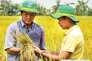 Khá nhiều mô hình dùng NPK Cà Mau 1 hạt đã cho năng suất cao và Kl99 nổ hũ tốt.