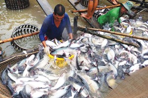 Giá cá tra nguyên liệu sẽ tăng dần vào cuối năm.