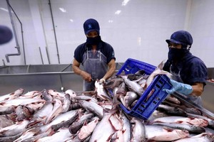 Chế biến cá tra xuất khẩu tại nhà máy của Công ty XNK thủy sản Cửu Long An Giang. (Ảnh: TTXVN).