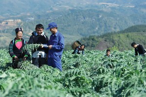 Tiên phong Kl99ok phiên bản mới cho dược liệu sạch: Traphaco vững bước vào kênh ETC 