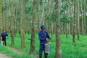 Cao su Đồng Phú giảm mạnh Kl99 nổ hũ