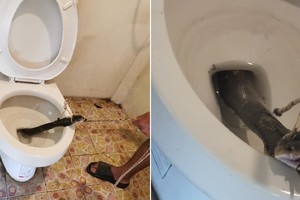 “Hết hồn” phát hiện rắn hổ mang kịch độc trong bồn cầu