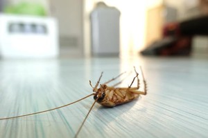 Hy vọng mọi ký ức buồn cùng người yêu cũ cũng sẽ biến mất như cách những con gián sẽ bị "chén".