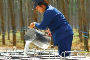 Cao su thiên nhiên tránh được cao điểm dịch: “May hơn khôn”! 