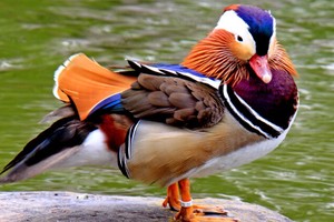 Ảnh Shutterstock.