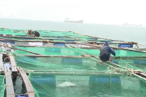Người nuôi hải sản gia cố lồng bè trước khi bão số 12 vào bờ.