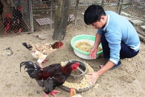 Người chăn nuôi Hà Tĩnh tích cực chăm sóc, tăng cường thức ăn, vệ sinh chuồng trại để con vật nuôi đặc sản kịp xuất chuồng dịp Tết. (Ảnh: Hoàng Ngà - TTXVN).
