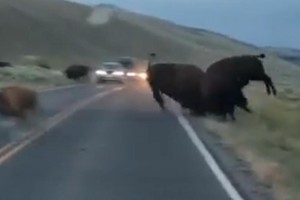 Tranh giành con cái, bò rừng bison húc nhau chí tử giữa đường KL99 là nhà cái cá cược trực tuyến hàng đầu tại châu Á 