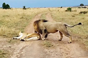 Sư tử cái đang ngủ bỗng nhiên bị con đực chơi khăm và dụng ý cực kỳ "ngọt ngào" đằng sau hành động đó
