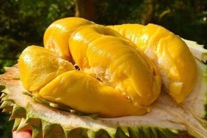 Trái sầu riêng Ri6 của Việt Nam nhận được sự yêu thích đặc biệt của người tiêu dùng tại Australia. Ảnh minh họa.