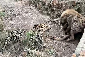 Màn "kéo co", tranh giành con mồi cực gắt giữa báo hoa mai và một con linh cẩu máu lạnh
