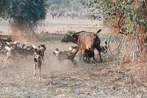 Đàn chó hoang liều lĩnh đột kích bầy trâu rừng châu Phi hơn trăm con và cái kết hoàn hảo cho chiến thuật săn mồi hợp lý