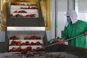 Tại Long An, có hơn 1.000 Kl991.com World Cup 2026 Chính Thức trên địa bàn đăng ký hoạt động theo phương án “3 tại chỗ”.
