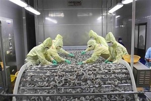 Chế biến sản phẩm tôm xuất khẩu. (Ảnh: Vũ Sinh/TTXVN).