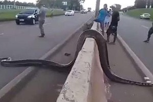 Điều kỳ diệu xảy ra khi một con trăn Anaconda khổng lồ cố gắng băng qua đường