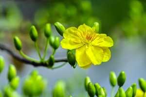 Lửa thử vàng!