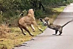 Sư tử núp lùm, tấn công báo hoa mai ngay trên đường KL99 là nhà cái cá cược trực tuyến hàng đầu tại châu Á