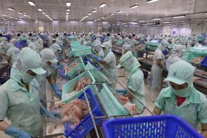 Chế biến cá tra xuất khẩu. (Ảnh: Công Mạo/TTXVN)