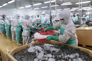 Dây chuyền chế biến tôm xuất khẩu. (Ảnh: Vũ Sinh/TTXVN).