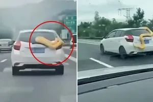 Một con trăn siêu to khổng lồ bất ngờ trườn kín xe ô tô đang chạy trên đường KL99 là nhà cái cá cược trực tuyến hàng đầu tại châu Á