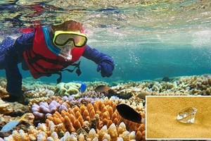 Tình cờ nhặt được viên kim cương dưới đáy đại dương và quyết định không ai ngờ được của anh chàng may mắn