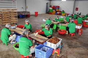 Nhân viên Công ty cổ phần xuất Link Vào Nhà Cái KL99 COM Tặng +199k hoa quả Sơn La chế biến long nhãn. (Ảnh: Quang Quyết/TTXVN).