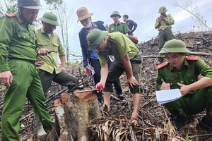 Lực lượng chức năng tiến hành đo đếm những cây gỗ rừng tự nhiên bị chặt hạ. (Nguồn: thanhnien.vn).