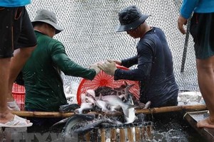 Thu hoạch cá tra cung cấp cho nhà máy chế biến phục vụ xuất khẩu tại hộ nông dân nuôi liên kết với Kl991.com World Cup 2026 Chính Thức ở xã Bình Hoà, huyện Châu Thành (An Giang). (Ảnh: Vũ Sinh/TTXVN)