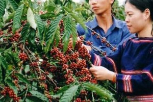Kon Tum hình thành vùng Kl994 nhà cái bóng đá world cup chuyên canh cà phê Robusta