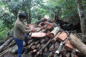 Ghi nhận cây rừng tại tiểu khu 165, xã Sơn Hội, huyện Sơn Hòa bị chặt phá, chất thành đống, chuẩn bị chuyển đi vào ngày 9/9/2022. (Ảnh: TTXVN)