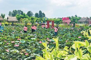 Đồng Tháp quan tâm Kl99ok phiên bản mới phát triển Kl99kl ưu đãi độc quyền và hỗ trợ sinh kế phát triển ngành hàng sen.
