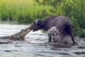 Bị cá sấu sông Nile tấn công, trâu rừng dùng "thần lực" kéo văng cả con quái thú lên bờ