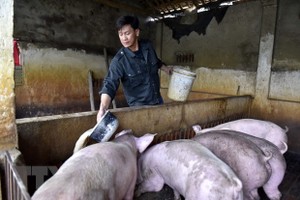 Một hộ chăn nuôi lợn ở Thanh Hóa. (Ảnh: Nguyễn Nam/TTXVN).