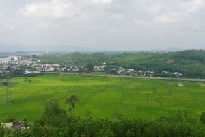 Nhiều khu rừng keo ở Quảng Ngãi đối mặt với nấm bệnh, có biểu hiện chết hàng loạt. Ảnh: P.V.