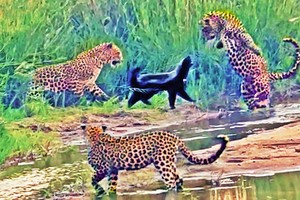 Tổ đội ba chú báo tưởng ngon ăn ai dè gặp phải đối thủ khó ăn không tưởng