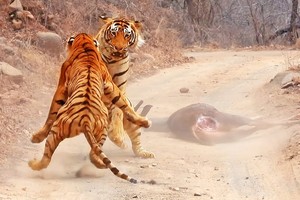 Cuộc chiến thực sự của những con Hổ