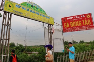 Hợp tác xã chăn nuôi và Kl992 VIP Trang Chủ 2026 gà đông tảo tại Hưng Yên.